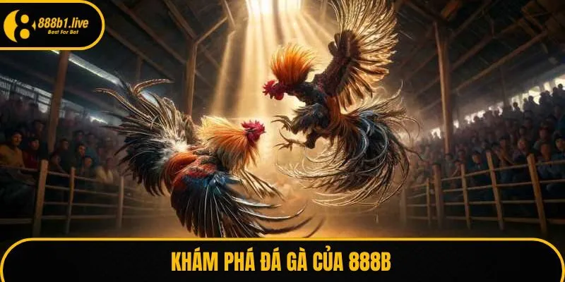 Khám phá đá gà của 888B