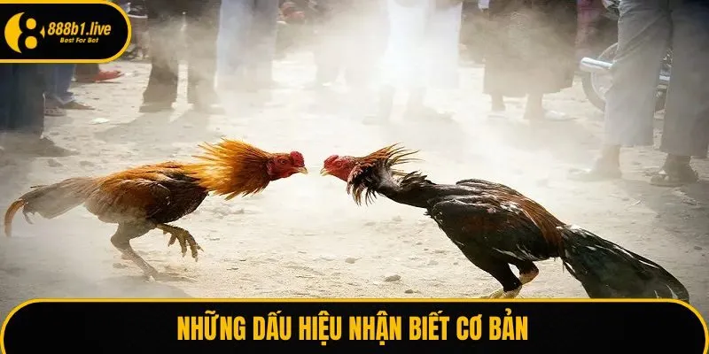 Những dấu hiệu nhận biết cơ bản