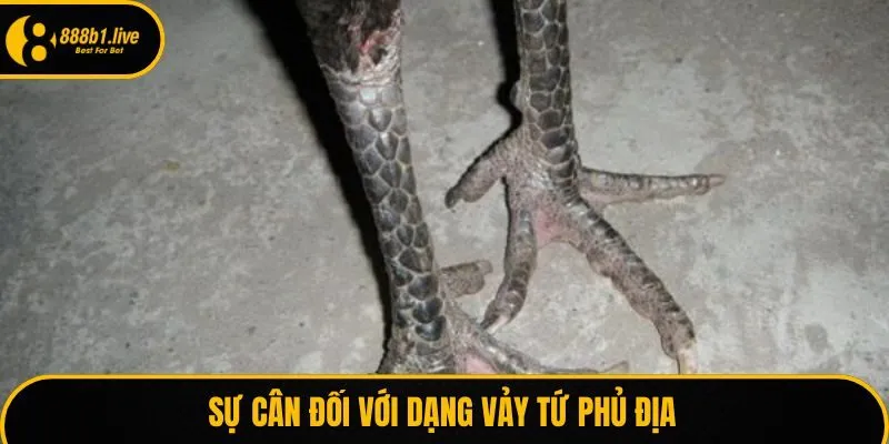 Sự cân đối với dạng vảy tứ phủ địa