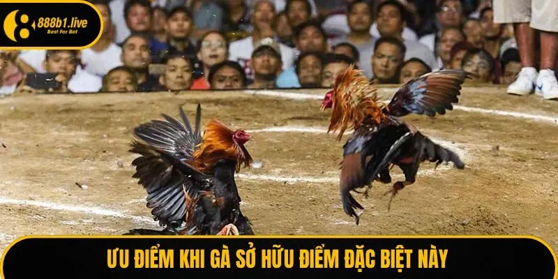 Ưu điểm khi gà sở hữu điểm đặc biệt này