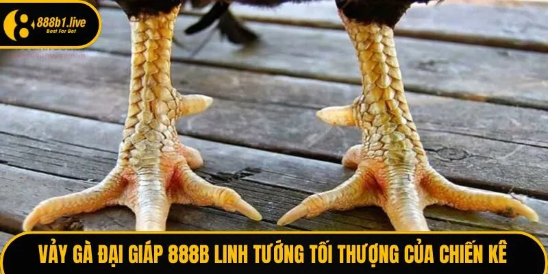 Vảy gà đại giáp