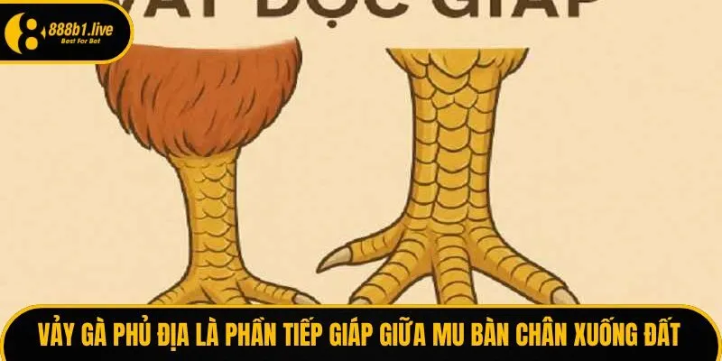 Vảy gà phủ địa là phần tiếp giáp giữa mu bàn chân xuống đất