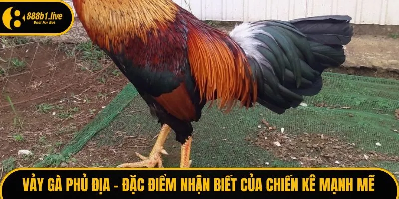 Vảy gà vấn cán