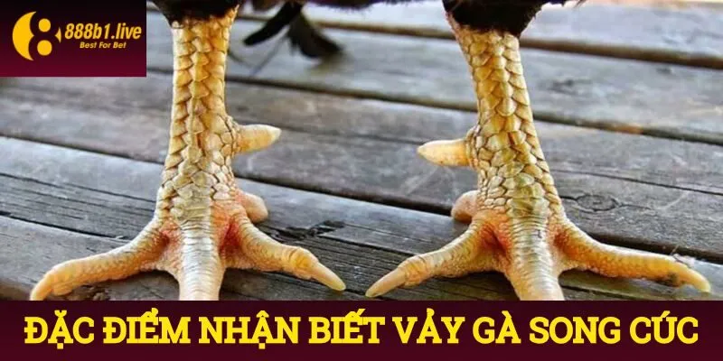 Đặc điểm nhận biết vảy gà song cúc