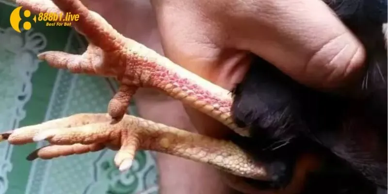 Lời khuyên khi lựa chọn vảy gà tốt cho kê chiến