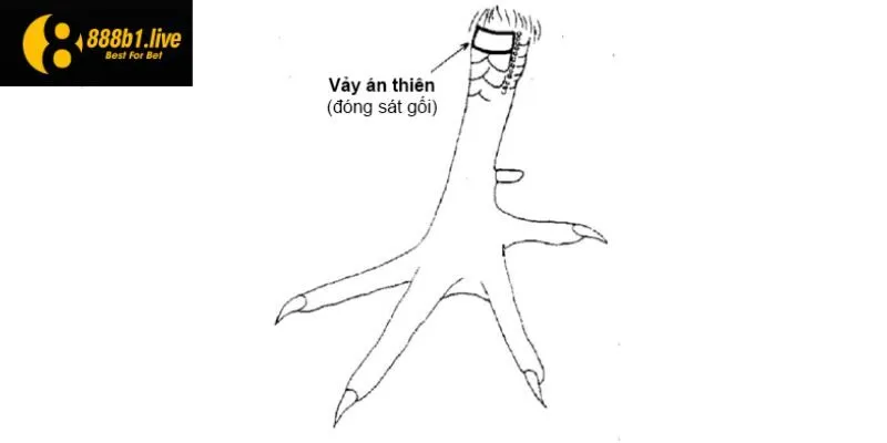 Tìm hiểu về vảy gà án thiên