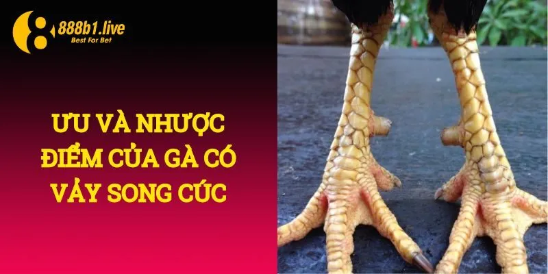 Ưu và nhược điểm của gà có vảy song cúc